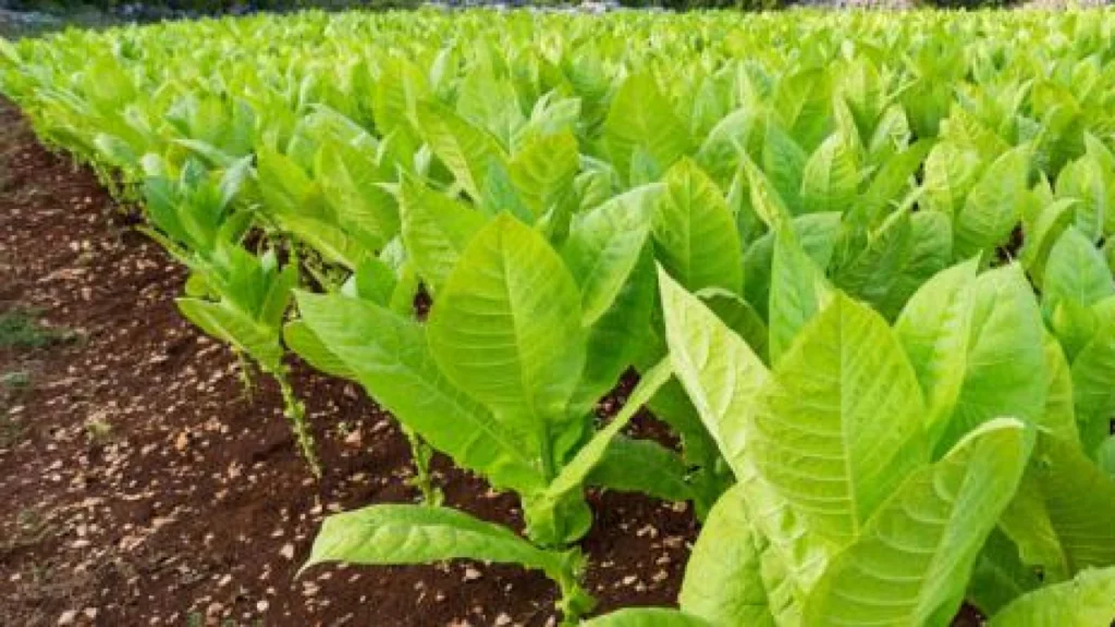 PT Gudang Garam Hentikan Pembelian Tembakau dari Petani Temanggung
