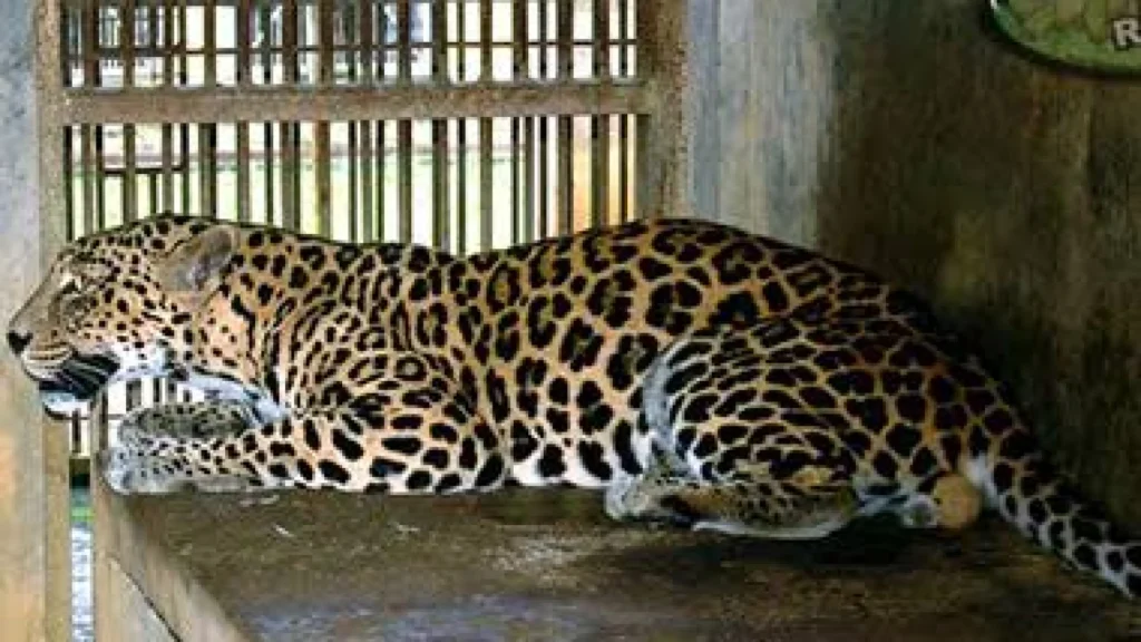 Kondisi Jaguar Tua Jalu di TM Ragunan Jadi Perhatian Publik