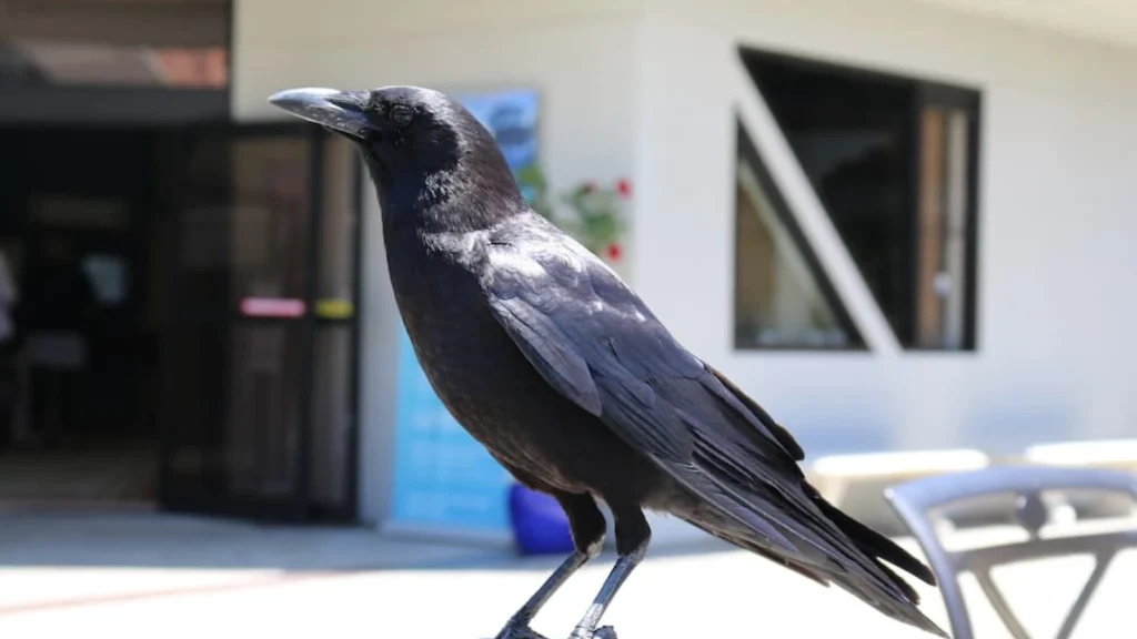 Misteri dan Makna Burung Gagak di Pagi Hari