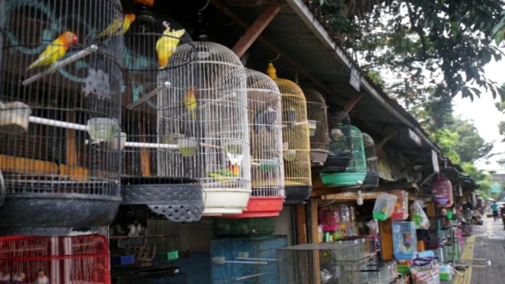 Relokasi Pedagang Burung di Jakarta: Langkah untuk Kesejahteraan Publik